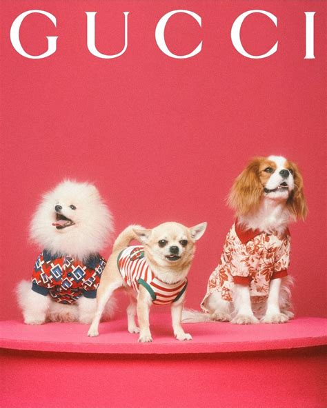 neppe gucci pet|gucci dog collection.